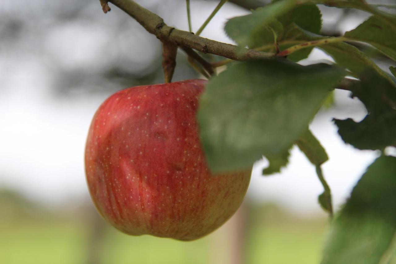 Leuk Boerderijtje Op Prachtige Plek, Nabij Natuurgebied Ruurlo Kültér fotó